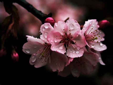 The Mythical Journey of the Witch and the Cherry Blossom Legend